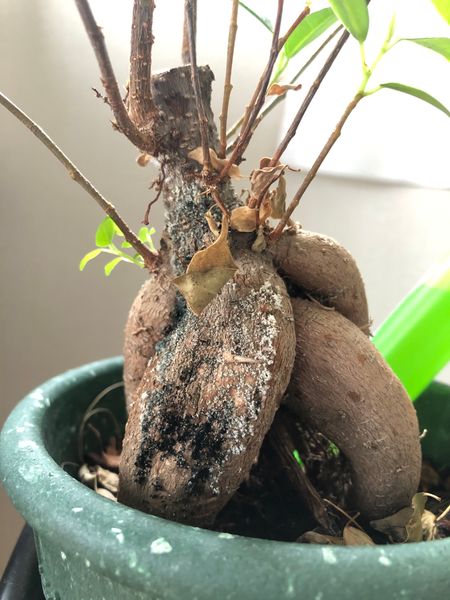 はじめまして ガジュマルの幹にカビのようなものが生えてきて 園芸相談q A みんなの趣味の園芸