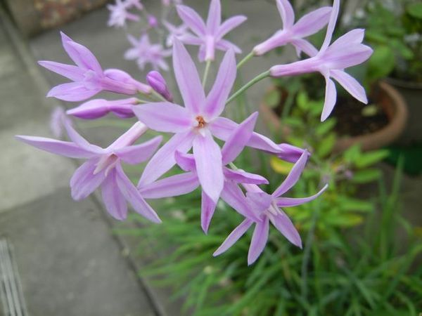 この花の名前を教えて下さい 淡い紫色の6弁花です 一枚目の写 園芸相談q A みんなの趣味の園芸