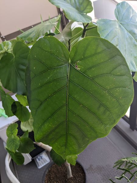 ウンベラータの葉が 白くなったり 穴空いたりしてます これ 園芸相談q A みんなの趣味の園芸