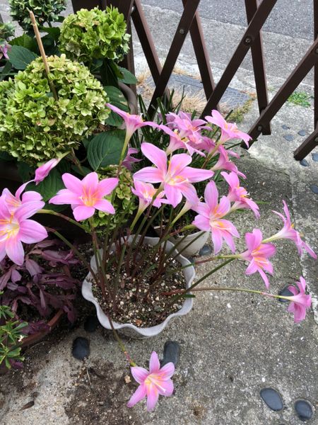 友だちの家に突然咲き始めたそうです 可愛いお花ですが名前は 園芸相談q A みんなの趣味の園芸