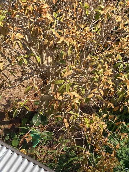 庭に地植えの金木犀の葉が茶色くなり どんどん枯れそうになっ 園芸相談q A みんなの趣味の園芸