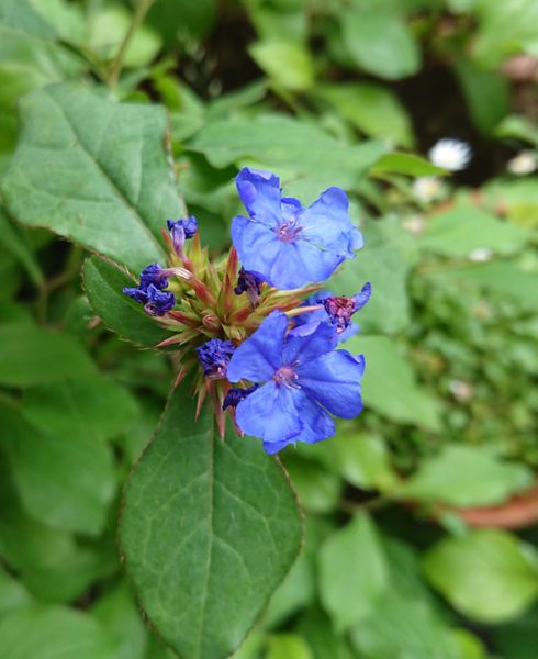 こんにちは 青い花の名前を間違えて覚えていて困っています 3 園芸相談q A みんなの趣味の園芸