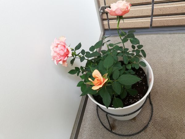 バラの名前を教えてください 今年の５月からベランダでミニバ 園芸相談q A みんなの趣味の園芸