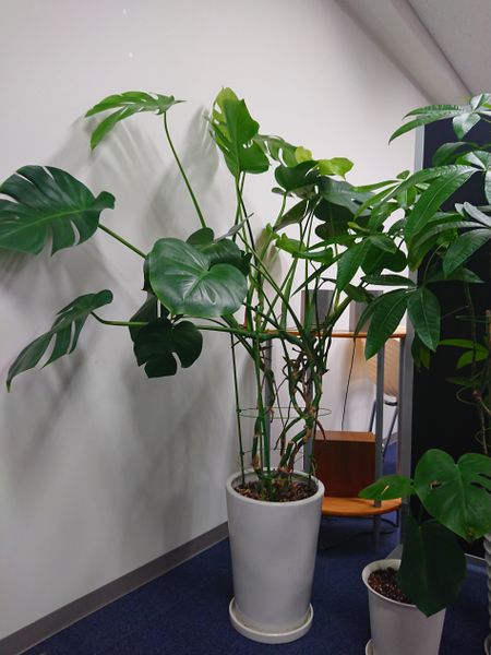 オフィスの観葉植物モンステラのメンテナンスについて教えてく 園芸相談q A みんなの趣味の園芸
