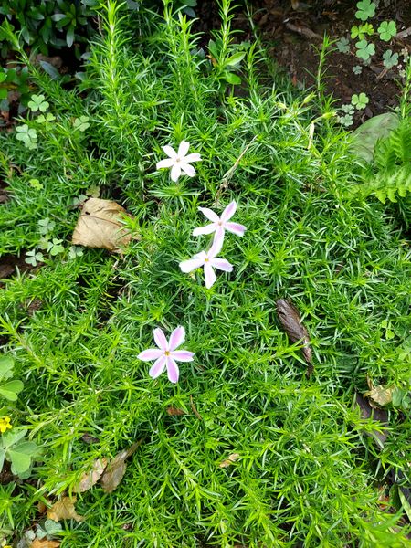 散歩道に見つけた花 芝生のように見えてその中にかわいい小さ 園芸相談q A みんなの趣味の園芸