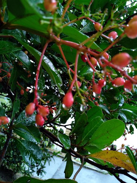 公園に赤い実をつけている木がありました この木の名前を教え 園芸相談q A みんなの趣味の園芸