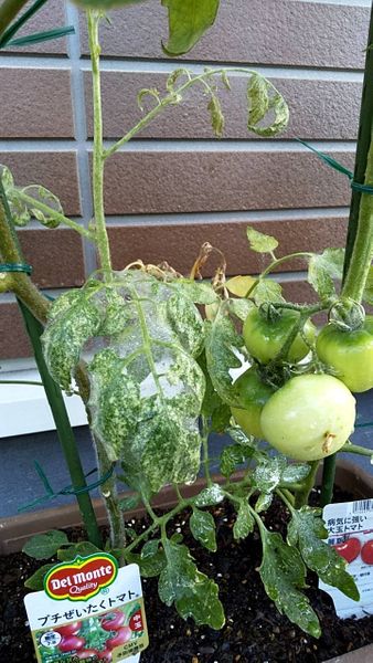 ベランダのプランターで育てているトマトの葉が気持ち悪いこと 園芸相談q A みんなの趣味の園芸