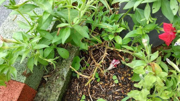 雨で花壇のペチュニアが 枯れた部分がありポキポキ折れるので 園芸相談q A みんなの趣味の園芸