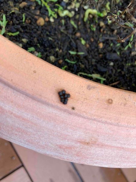 この黒い丸いものは何でしょうか マーガレットの葉っぱが枯 園芸相談q A みんなの趣味の園芸