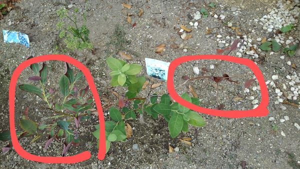 ブルーベリーの葉っぱが枯れてきています 山椒の葉っぱも茶色 園芸相談q A みんなの趣味の園芸