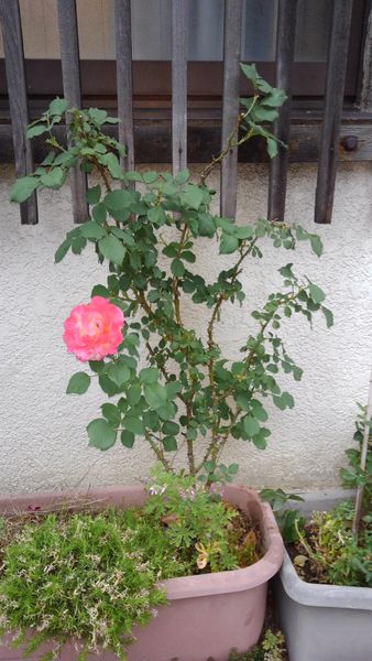 バラを栽培しています 四季咲き木立バラだと思います 家の軒 園芸相談q A みんなの趣味の園芸
