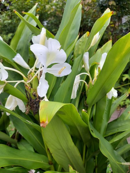 沿道沿いに咲いてた花 真っ白で綺麗な花だったのでお名前が気 園芸相談q A みんなの趣味の園芸