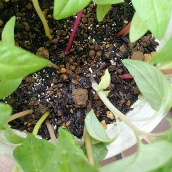 5月に種まきした ケイトウですが 地際から黒く腐るような感じ 園芸相談q A みんなの趣味の園芸