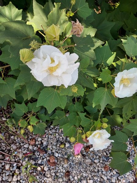 １本の木からなる白とピンクの花を咲かせる花の名前を教えて下 園芸相談q A みんなの趣味の園芸
