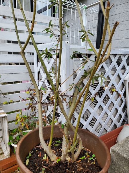 花壇内に植えていたオリーブなんですが 大きくなりすぎてひと 園芸相談q A みんなの趣味の園芸