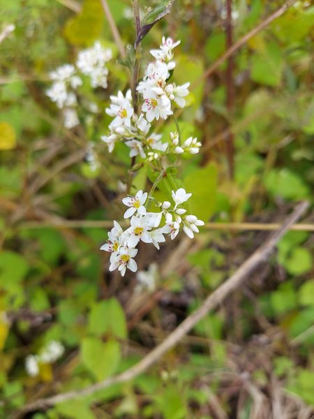 ウォーキング中河川敷で見つけた小さな白い花の名前を教えて下 園芸相談q A みんなの趣味の園芸