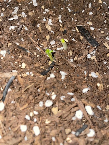 ラナンキュラスの球根を 2週間前に鉢植えに植えたのですが 早 園芸相談q A みんなの趣味の園芸
