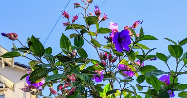 友人のお母様のお隣さんの庭に咲いている青い花 名前がわから 園芸相談q A みんなの趣味の園芸
