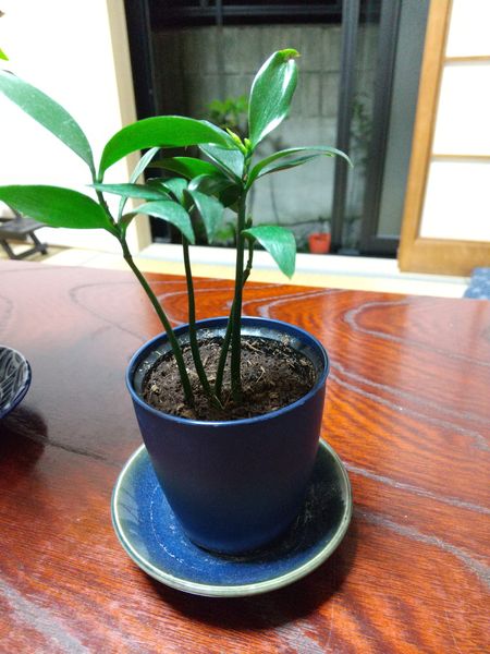 100均の観葉植物 ナギ テーブルヤシ と ホムセンで買ったコー 園芸相談q A みんなの趣味の園芸