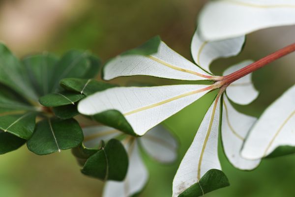 葉の裏が白いこの木の名前を教えてください 植物園で撮影 背 園芸相談q A みんなの趣味の園芸