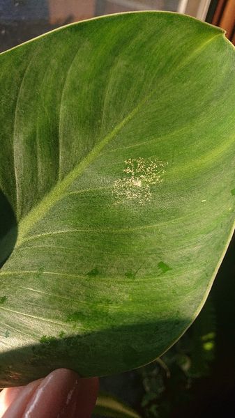 ペペロミアの葉に写真のような白点が 葉の裏を見てもダニなど 園芸相談q A みんなの趣味の園芸