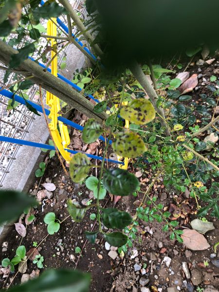 地植えのシマトネリコです 下の方の葉が茶色く変色しています 園芸相談q A みんなの趣味の園芸