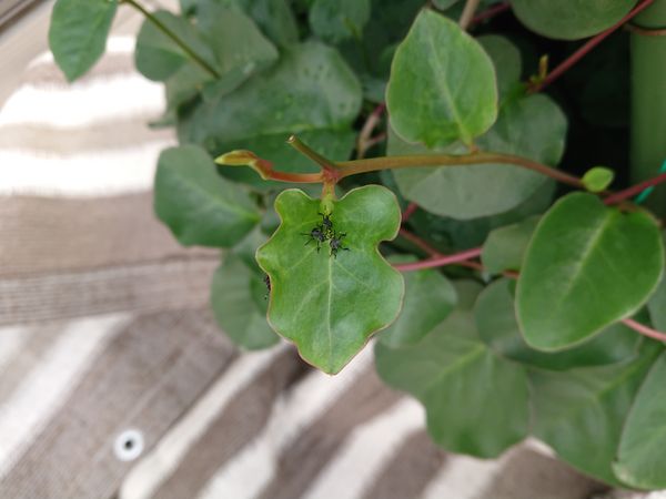 おかわかめの葉に 黒い虫が付いてしまっていました この虫は 園芸相談q A みんなの趣味の園芸