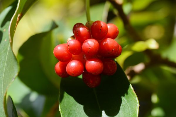 この赤い実がなっているつる性の植物の名前を教えてください 園芸相談q A みんなの趣味の園芸