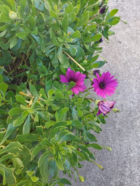 紫色したかわいい花の名前を教えて下さい 宜しくお願いします 園芸相談q A みんなの趣味の園芸