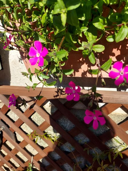 ピンク色したかわいい花の名前を教えて下さい ツルのように延び 園芸相談q A みんなの趣味の園芸