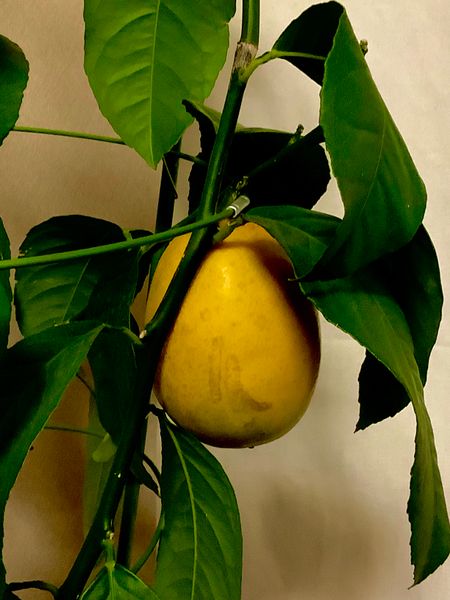 室内鉢植えのレモンの果実が変色してしまいました どのような 園芸相談q A みんなの趣味の園芸