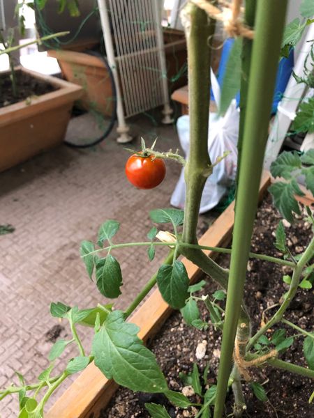 ベランダで初めての家庭菜園でミニトマトを育てているのですが 園芸相談q A みんなの趣味の園芸
