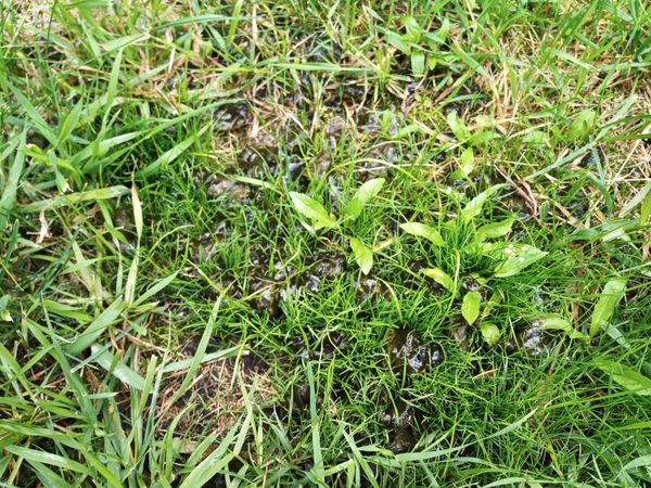 芝生の中にスライムのような濃い緑したゲル状の物が年々増えて 園芸相談q A みんなの趣味の園芸