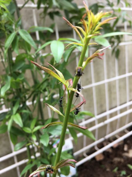 白モッコウバラを庭に植えました ベイサルシュートに蟻が沢山 園芸相談q A みんなの趣味の園芸