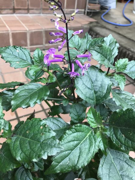 友達に頂いた鉢植えが紫の花を付けました シソ科だと思うので 園芸相談q A みんなの趣味の園芸