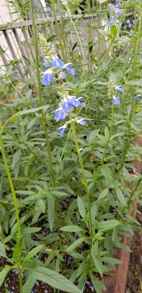 このお花の名前は何でしょうか 水色で丈は1メートル位まで 園芸相談q A みんなの趣味の園芸