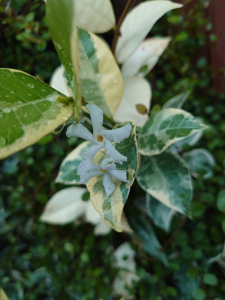 数年前 庭に地植えしました ツルごよく伸び 春から 初夏に 園芸相談q A みんなの趣味の園芸