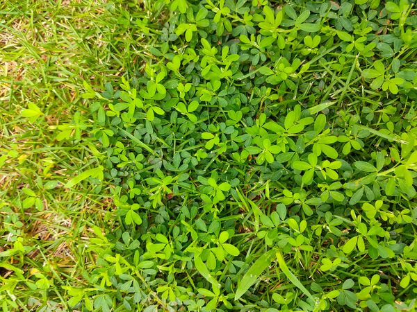 芝生の中に生えているこの雑草を知りたいです 平たく横に広が 園芸相談q A みんなの趣味の園芸