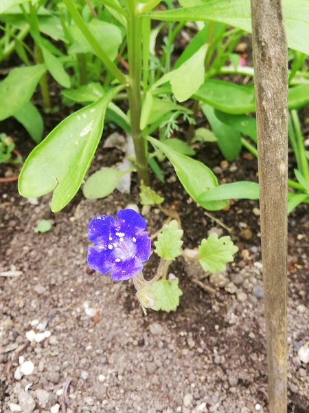 ワイルドフラワーミックスの種を蒔いたら 小さい青いきれいな 園芸相談q A みんなの趣味の園芸