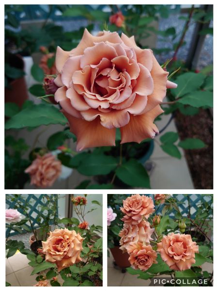 昨年の秋に スーパーで購入した薔薇の切り花を挿し木して鉢で 園芸相談q A みんなの趣味の園芸