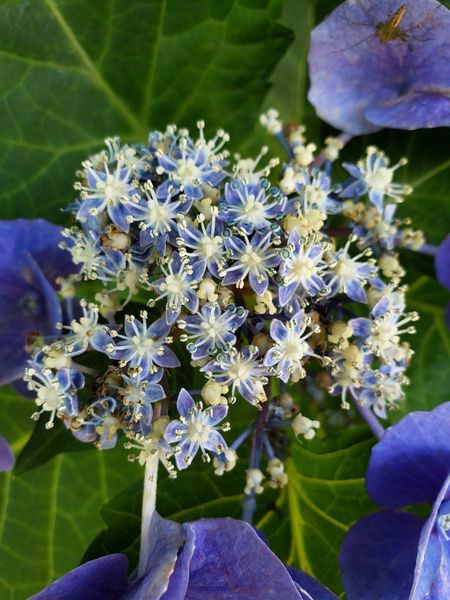 気付いたら花壇に生えてたんですが紫陽花のような花なんですが 園芸相談q A みんなの趣味の園芸