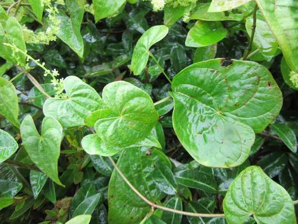 ハート型の葉と小さな房状の花の蔓植物です 名前を知りたいので 園芸相談q A みんなの趣味の園芸