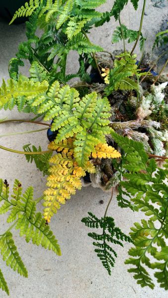 シノブの葉が黄色くなります 購入して10か月程度 順調に育っ 園芸相談q A みんなの趣味の園芸