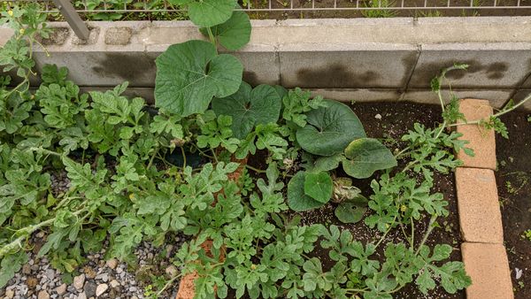 今年初めて庭に小玉西瓜を植えました 赤と黄色を一株づつです 園芸相談q A みんなの趣味の園芸