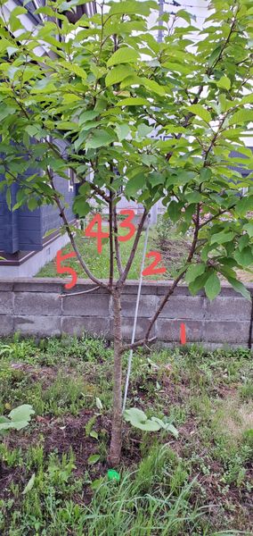 さくらんぼの木です 5本の枝で 切ったほうが良い木はあります 園芸相談q A みんなの趣味の園芸