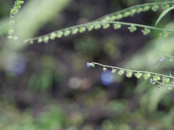 この雑草は何でしょうか 青い小さな花が咲いています くっつ 園芸相談q A みんなの趣味の園芸
