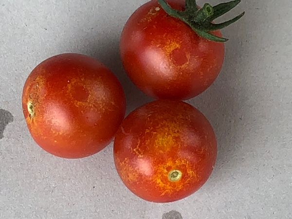 トマト栽培の質問です きれいな 可愛いトマトができません 園芸相談q A みんなの趣味の園芸