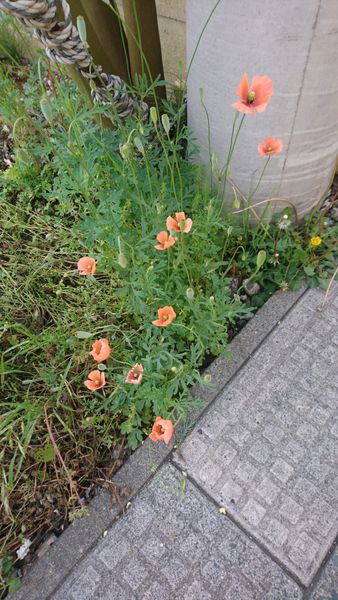 この花の名前教えてください 踏切の近くとかによく見かけます 園芸相談q A みんなの趣味の園芸