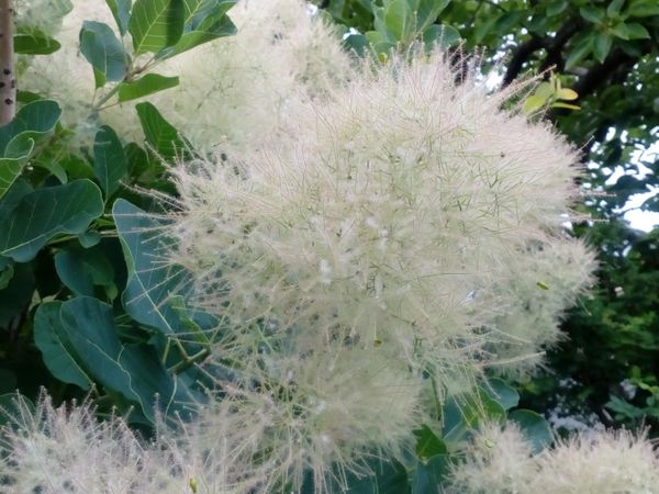 こちらの樹木 の名前を教えて下さい ふわふわの花らしき物が 園芸相談q A みんなの趣味の園芸