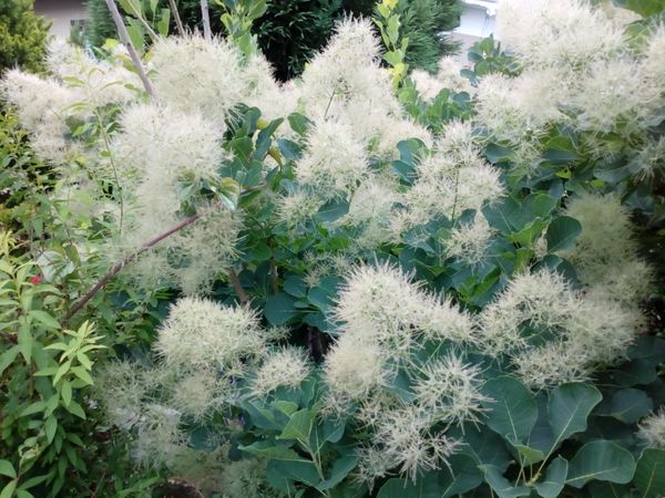 こちらの樹木 の名前を教えて下さい ふわふわの花らしき物が 園芸相談q A みんなの趣味の園芸